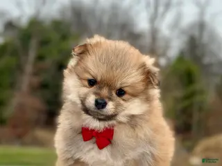Pomeranian dogs for sale: Bentley - Ad 1