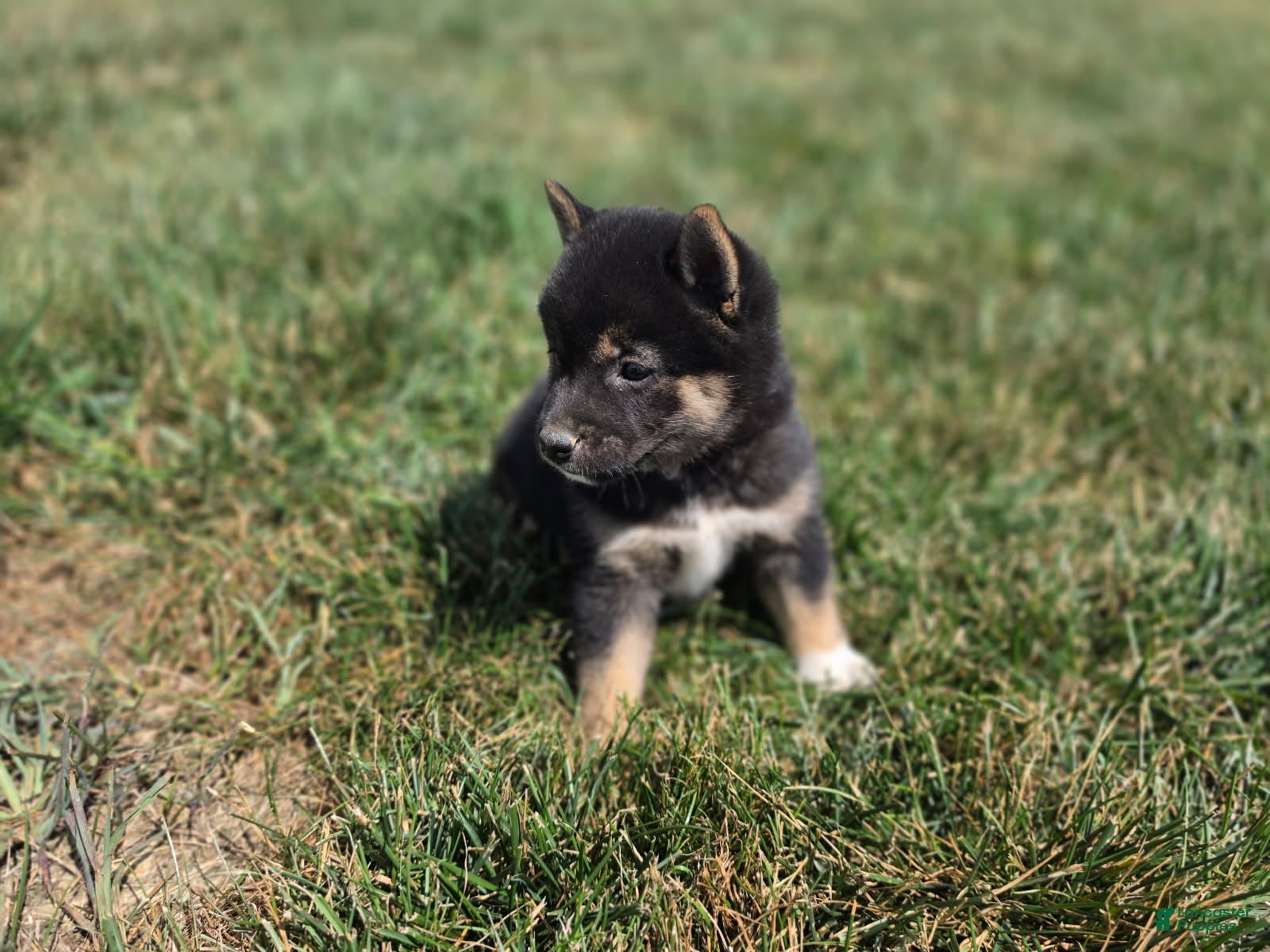 Shiba Inu dogs Stella - Ad 2