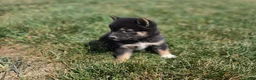 Shiba Inu dogs for sale: Stella - Ad 2