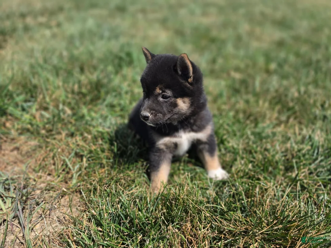Shiba Inu dogs for sale: Stella - Ad 2