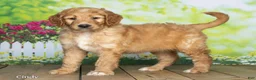 Goldendoodle dogs for sale: Cindy - Ad 3