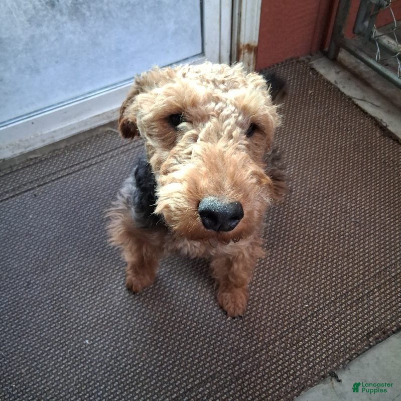 Welsh Terrier dogs Keely - Ad 2