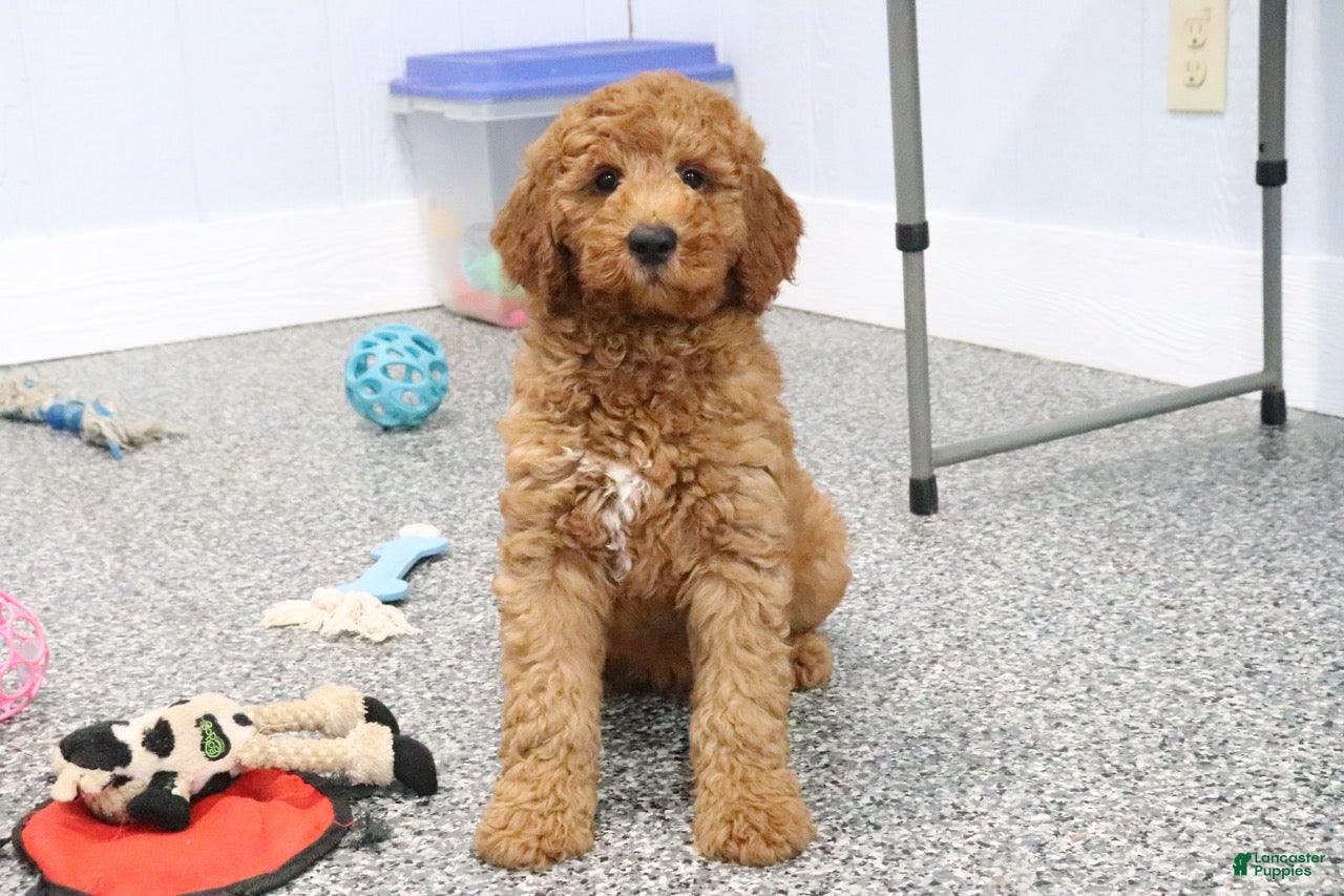 Mini Goldendoodle dogs Frisky - Ad 2