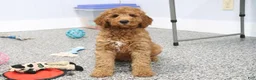 Mini Goldendoodle dogs for sale: Frisky - Ad 2