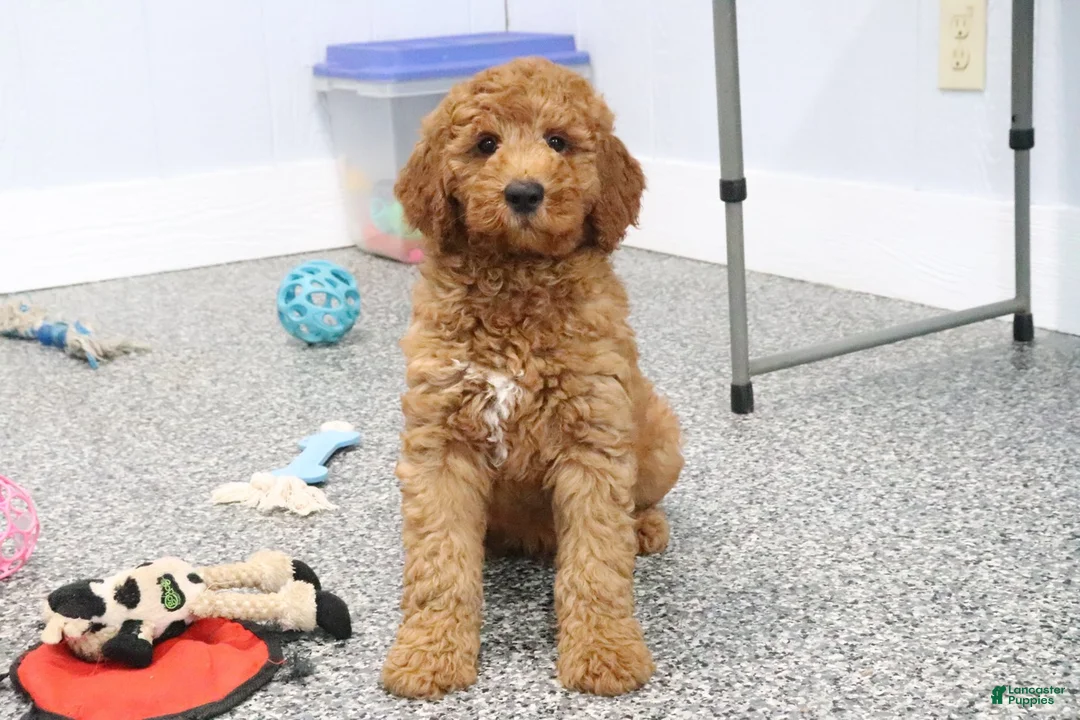 Mini Goldendoodle dogs for sale: Frisky - Ad 2