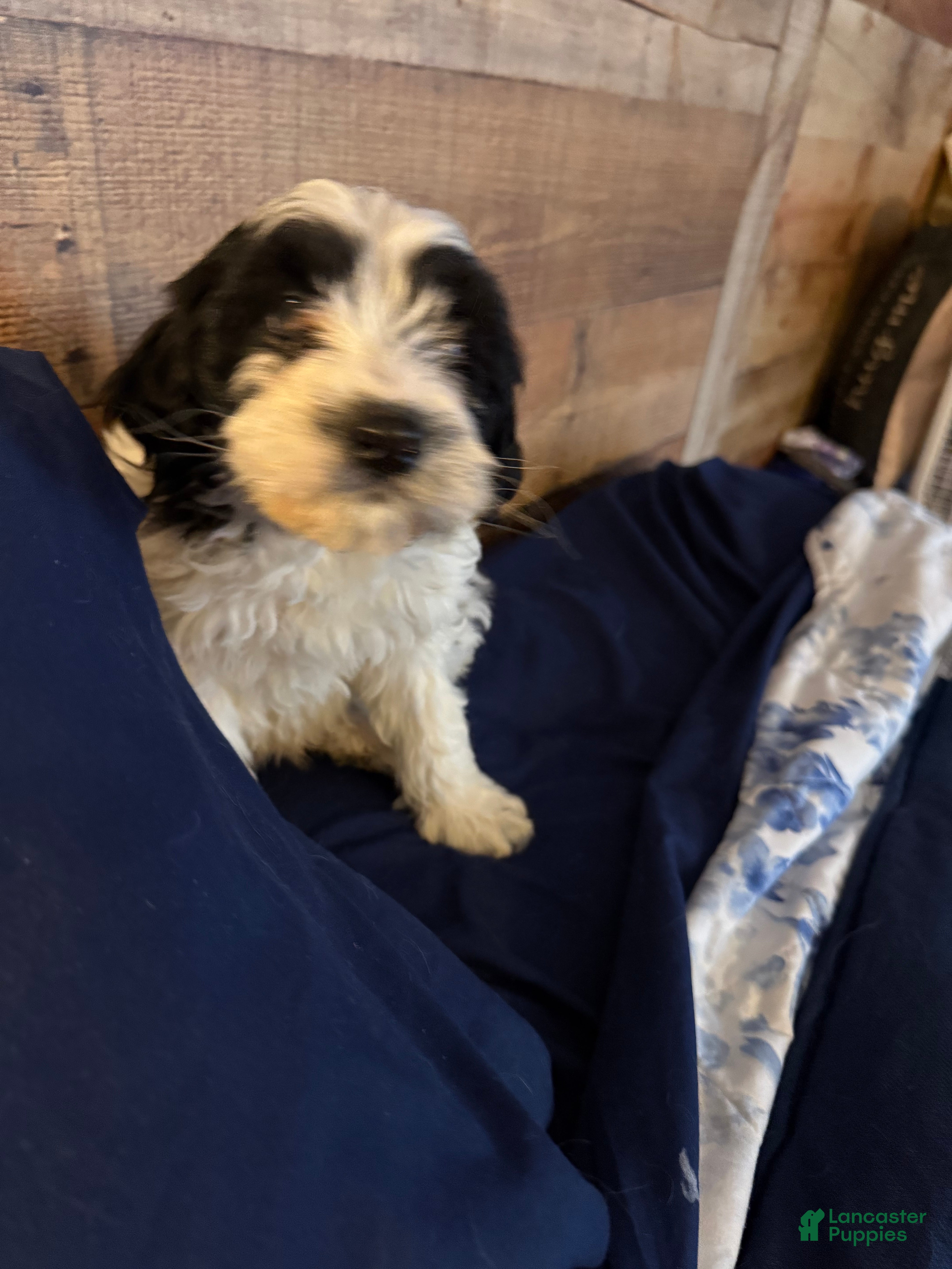 Cavapoo dogs Panda - Ad 1