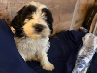 Cavapoo dogs for sale: Panda - Ad 2