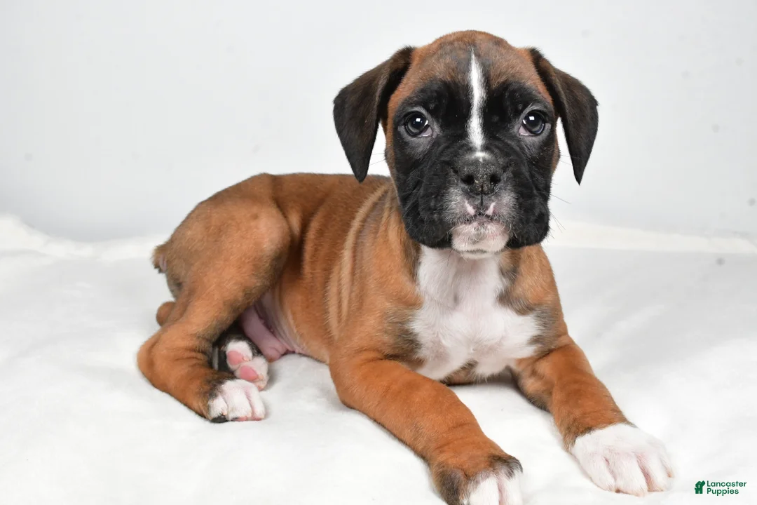 Boxer dogs for sale: Tommy - Ad 1