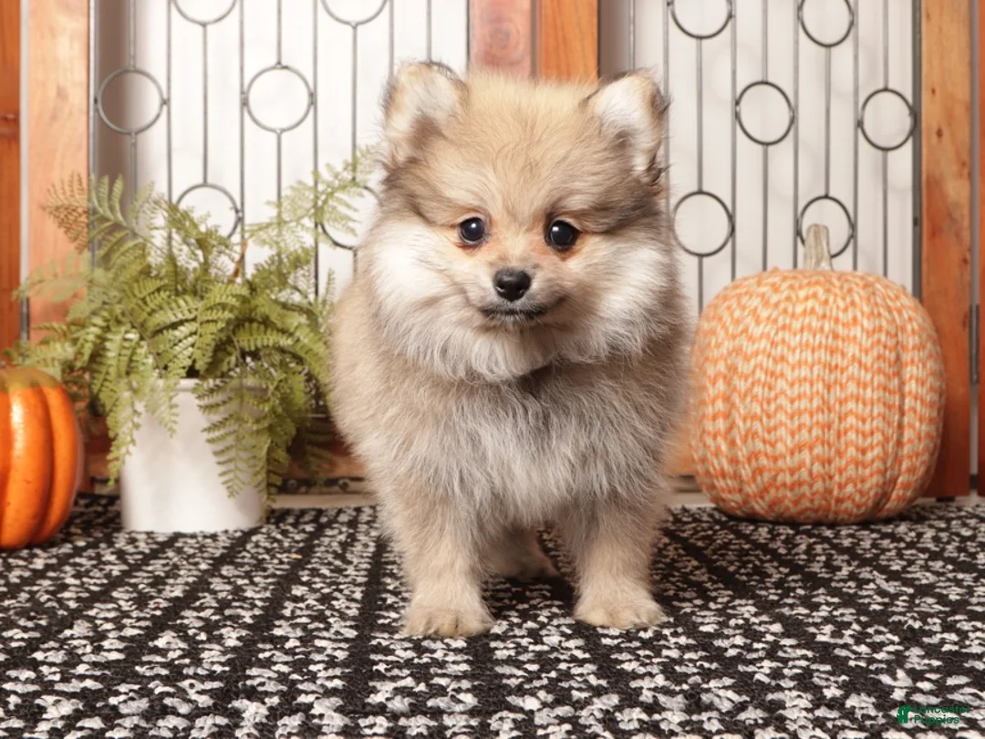 Pomeranian dogs for sale: Sage Sable Female Pomeranian  - Ad 4