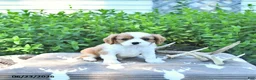 Cavalier King Charles Spaniel dogs for sale: Jace - Ad 3