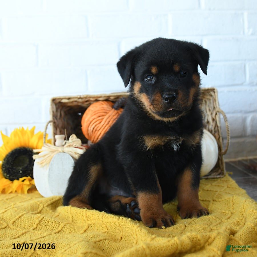 Rottweiler dogs for sale: Diesel - Ad 1