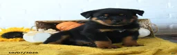 Rottweiler dogs for sale: Diesel - Ad 1