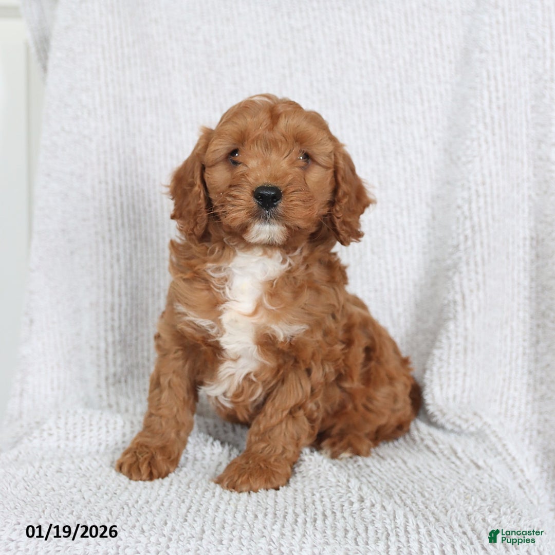 Cavapoo dogs for sale: Ollie - Ad 3