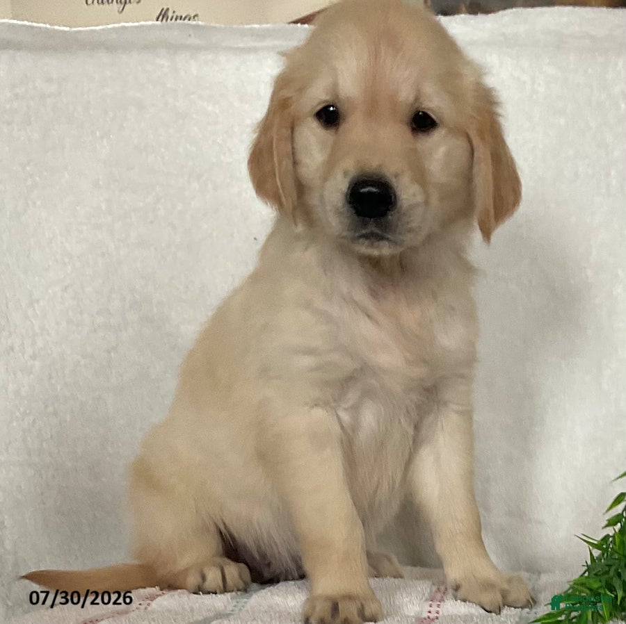 Golden Retriever dogs Bella - Ad 1