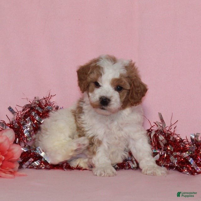 Miniature Poodle dogs Buster AKC - Ad 2
