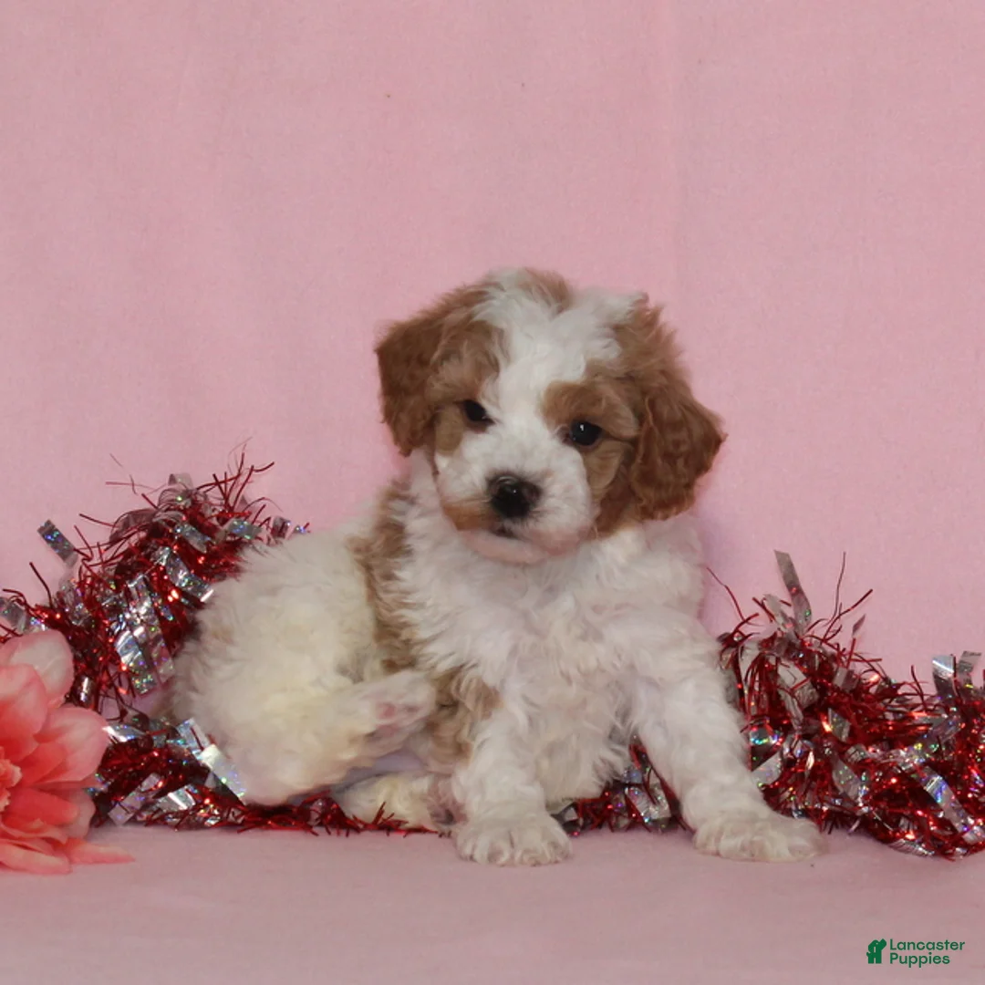Miniature Poodle dogs for sale: Buster AKC - Ad 2