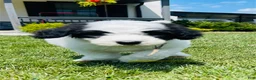 Sheepadoodle dogs for sale: Cookie  - Ad 2