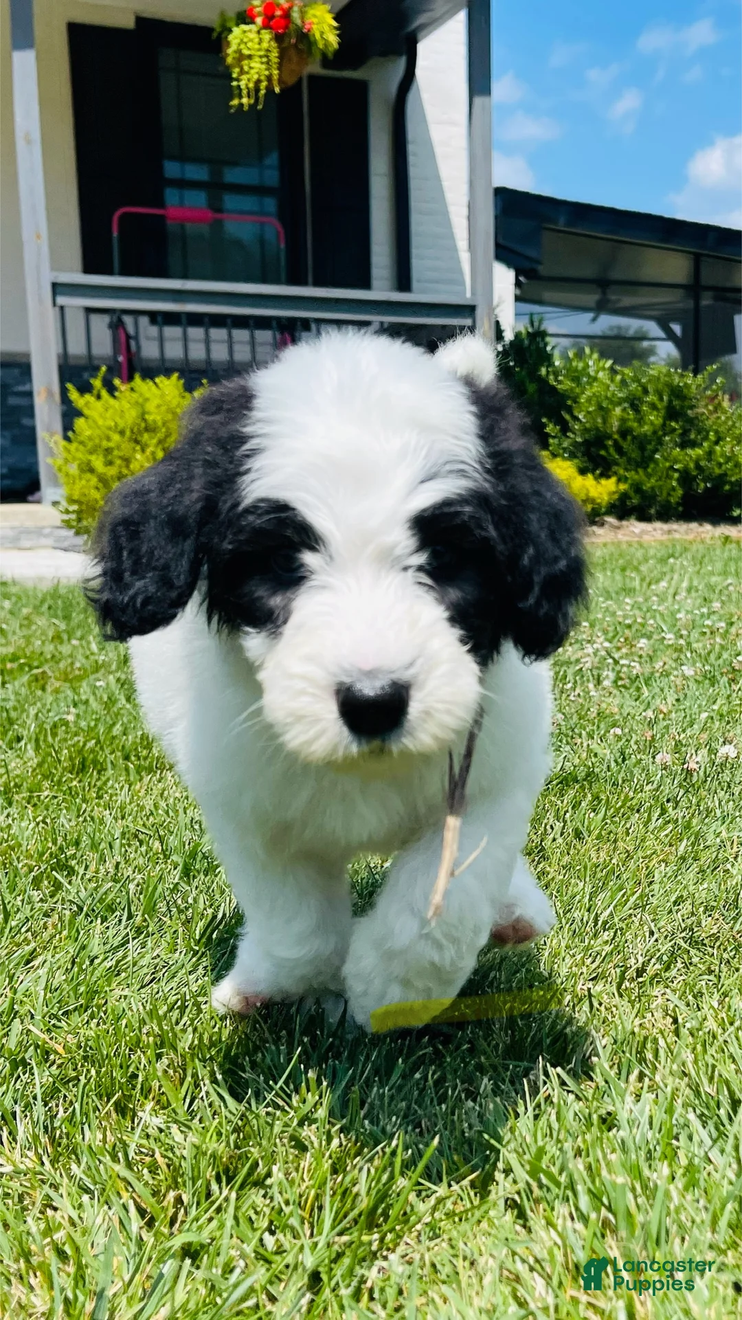 Sheepadoodle dogs for sale: Cookie  - Ad 2