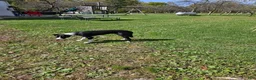 Border Collie dogs for sale: Border Collie 1 - Ad 2