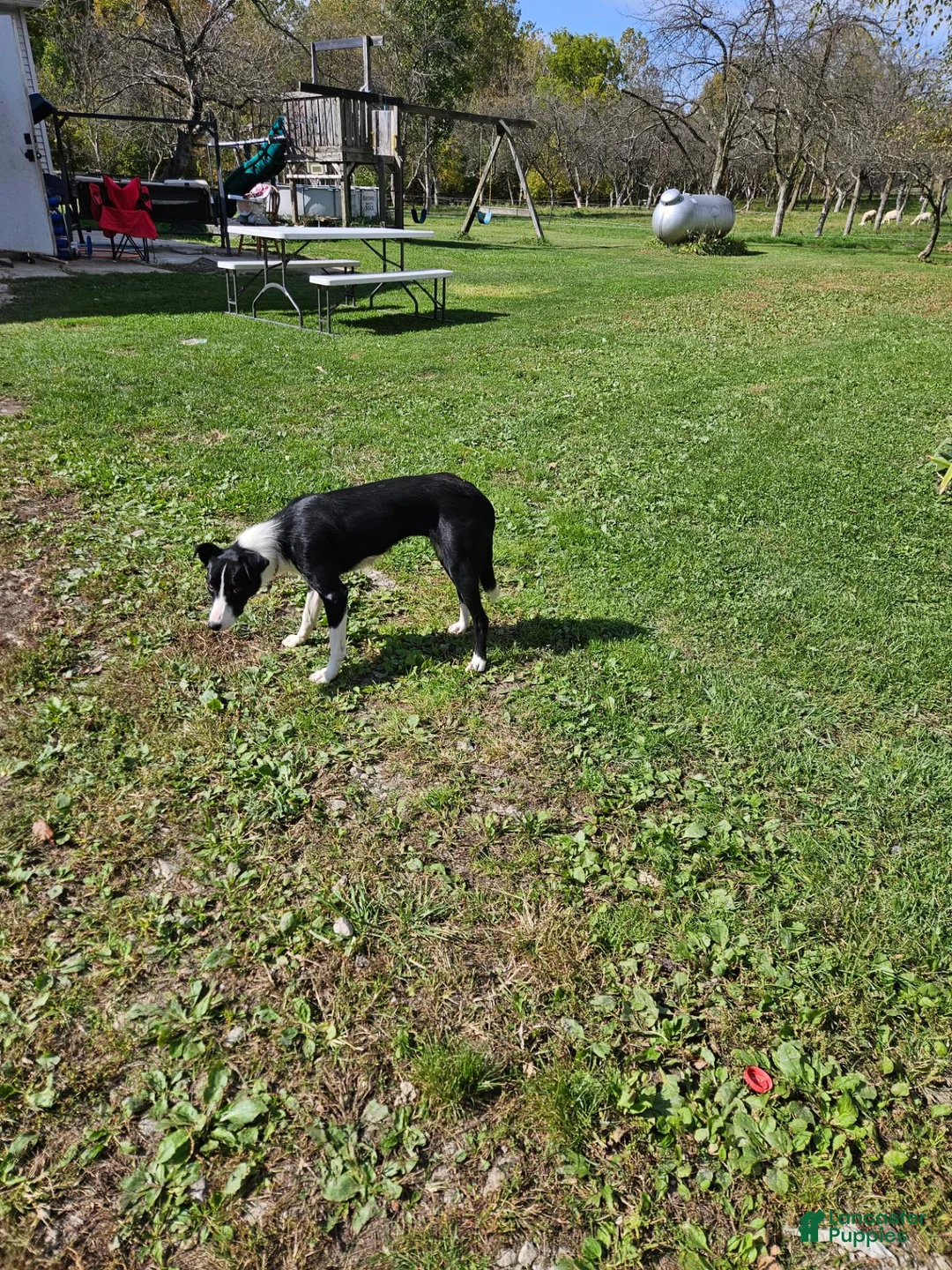 Border Collie dogs for sale: Border Collie 1 - Ad 2