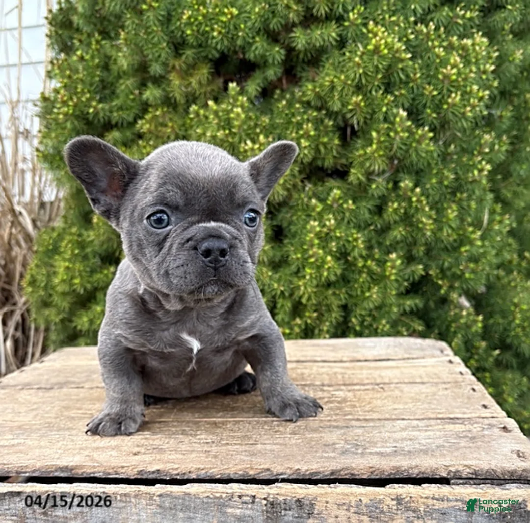 French Bulldog dogs for sale: Gus - Ad 1