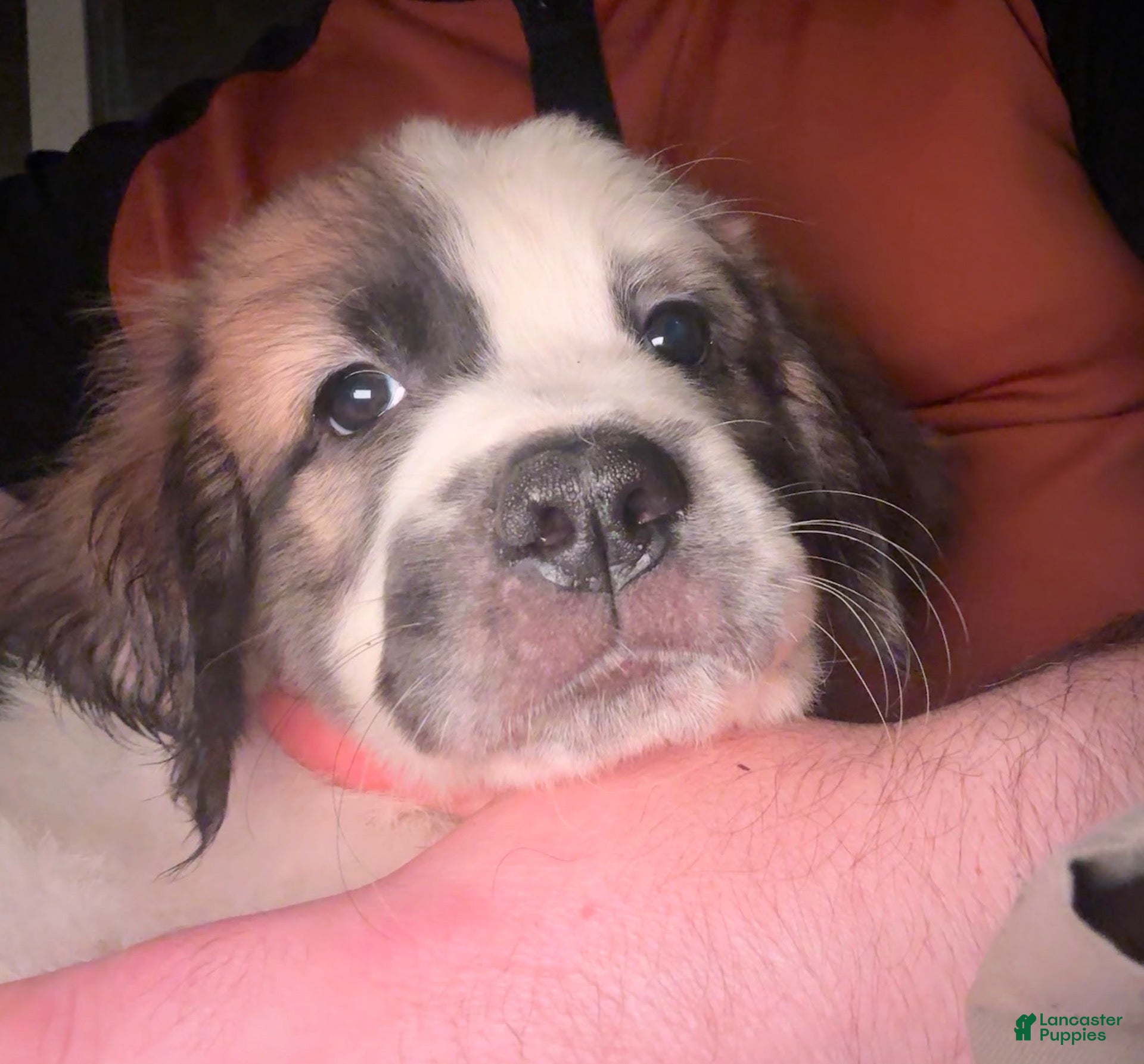 Mixed Breed dogs Mixed Breed 1 - Ad 21