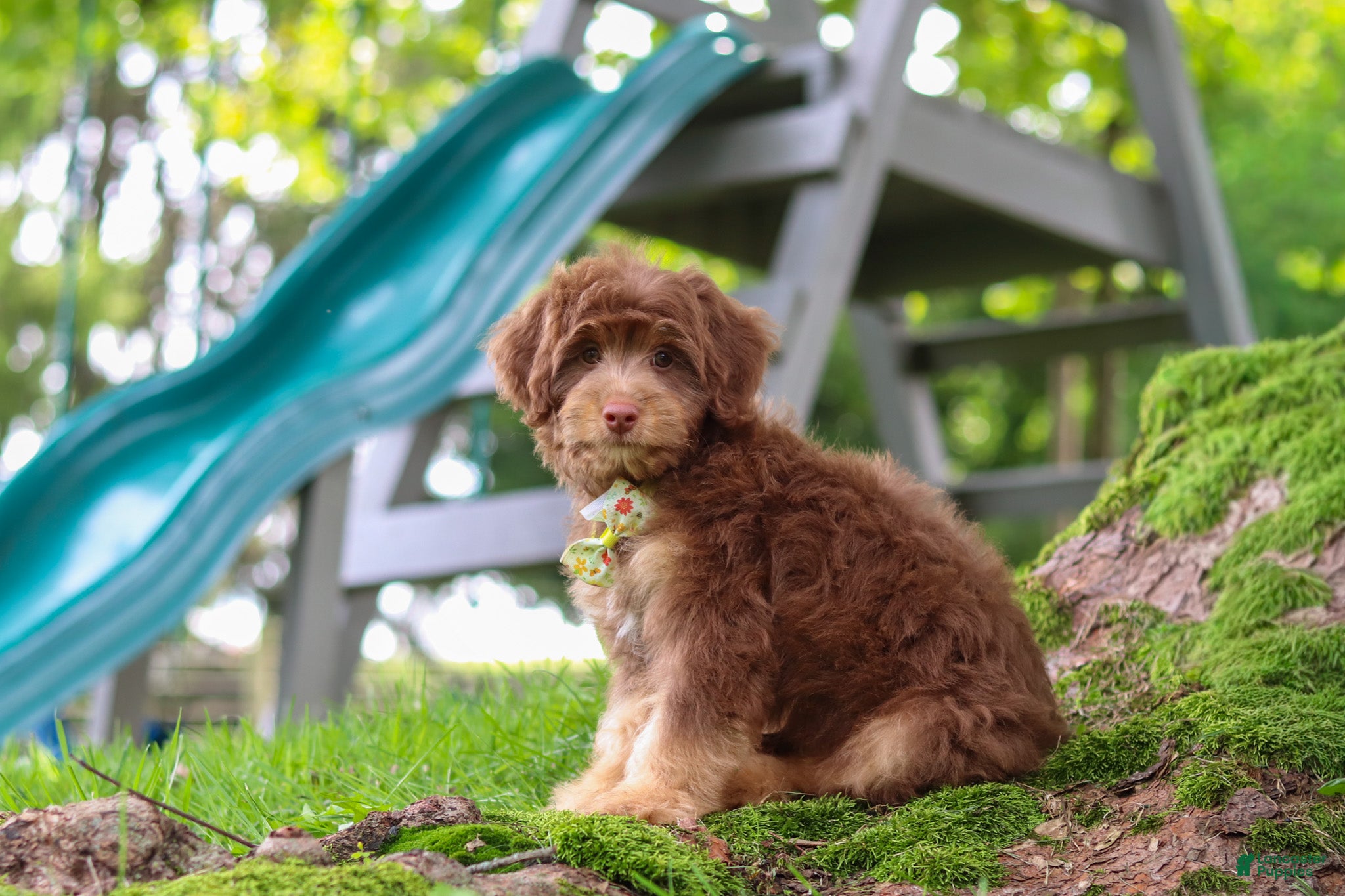 Mini Aussiedoodle dogs Tucker - Ad 2