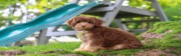 Mini Aussiedoodle dogs for sale: Tucker - Ad 2