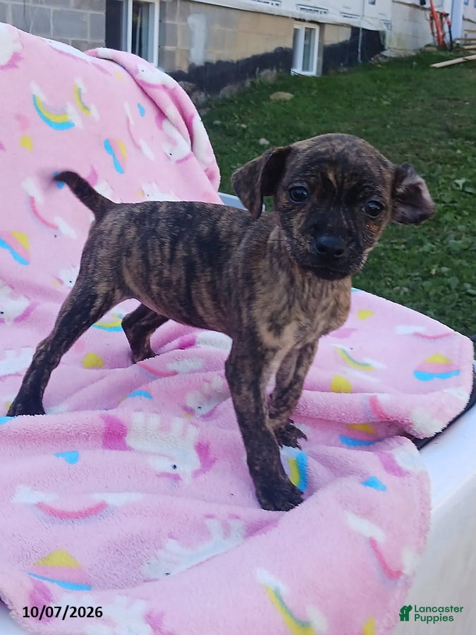 Mixed Breed dogs Pansy - Ad 2