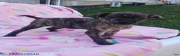 Mixed Breed dogs for sale: Pansy - Ad 2