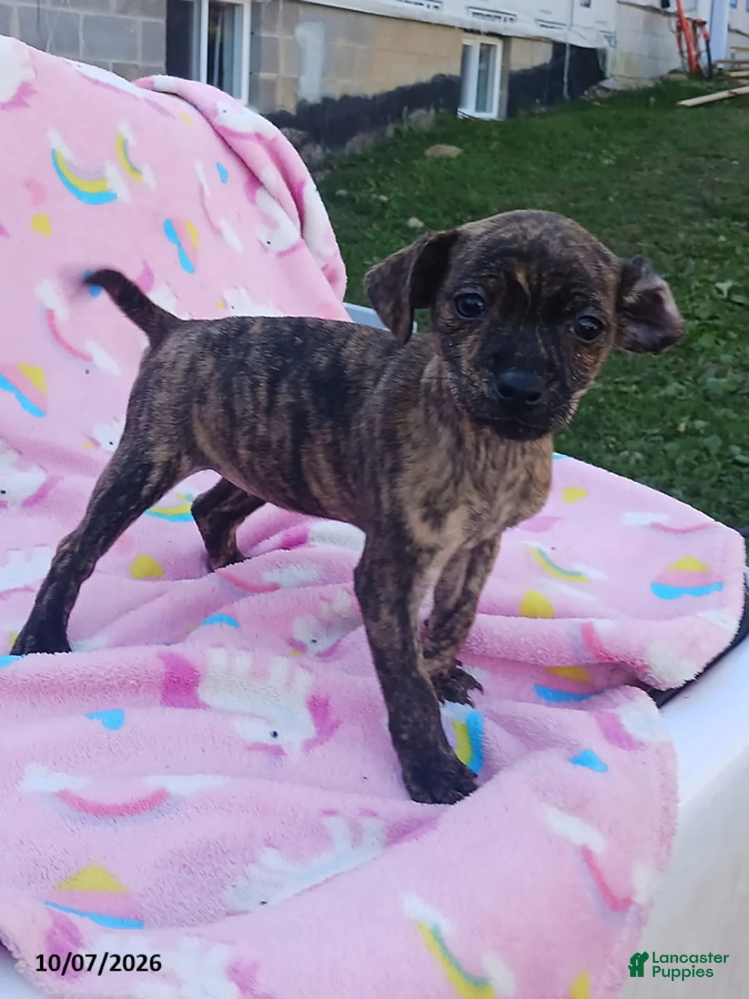 Mixed Breed dogs for sale: Pansy - Ad 2