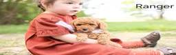 Goldendoodle dogs for sale: Ranger - Ad 4
