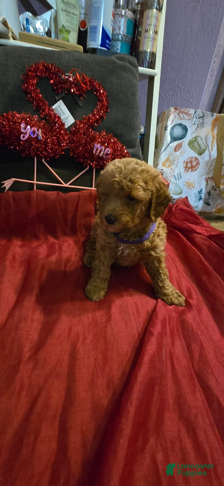 Mini Goldendoodle dogs Bella - Ad 19