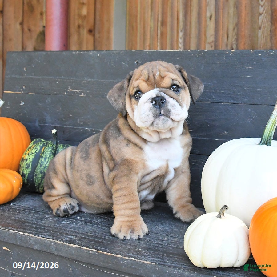 English Bulldog dogs Jennica - Ad 1
