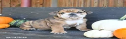 English Bulldog dogs for sale: Jennica - Ad 1