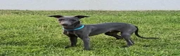 Italian Greyhound dogs for sale: Ace - Ad 14
