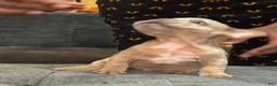 French Bulldog dogs for sale: Riot - Ad 3