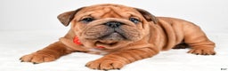 English Bulldog dogs for sale: Travis - Ad 2
