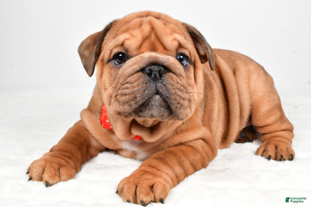 English Bulldog dogs for sale: Travis - Ad 2