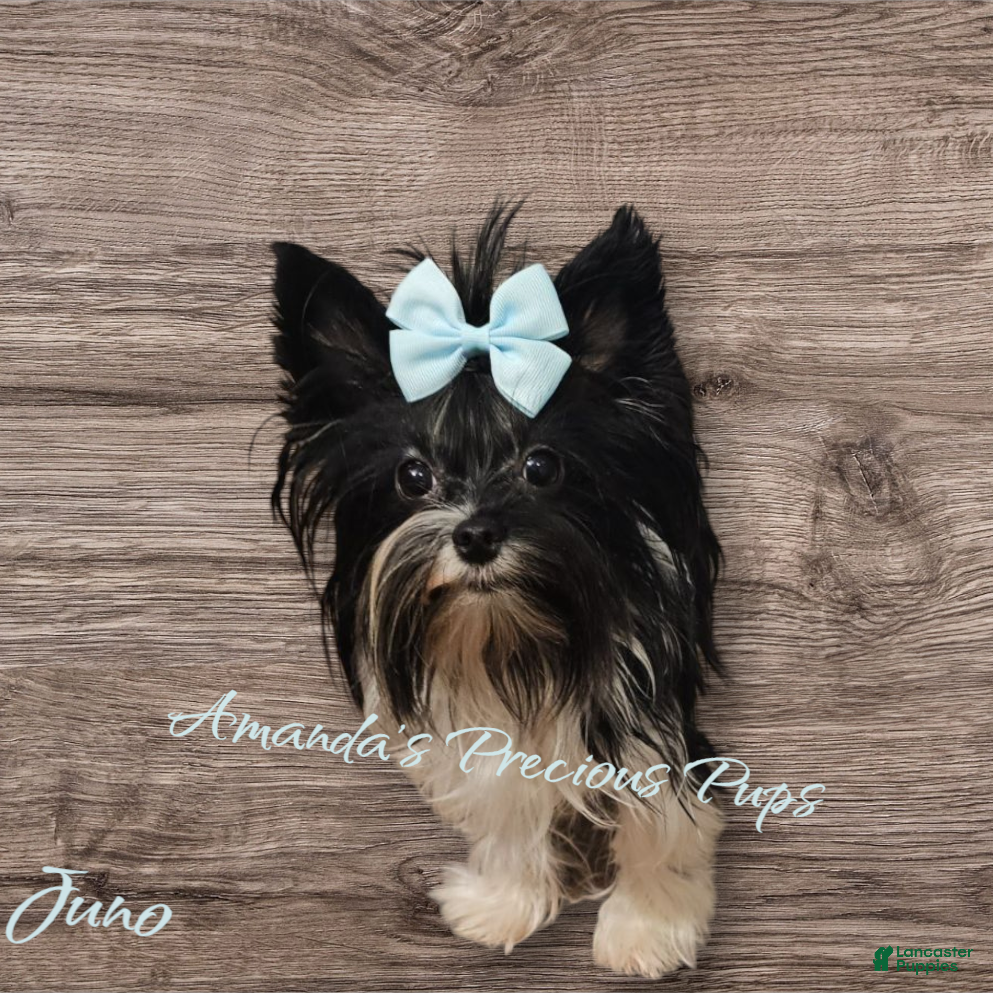 Yorkshire Terrier dogs Yorkshire Terrier Puppy 4 - Ad 2