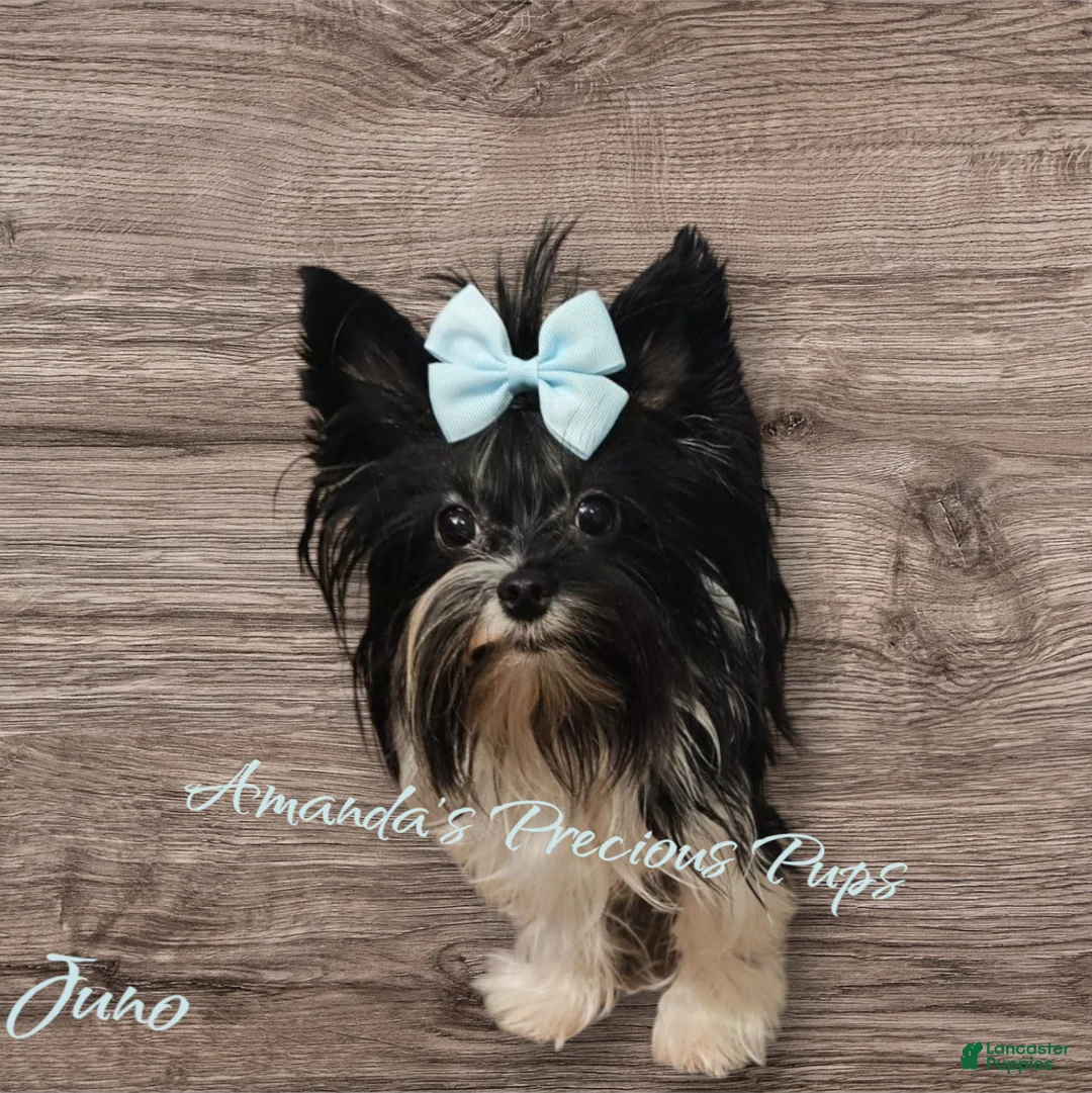 Yorkshire Terrier dogs for sale: Yorkshire Terrier Puppy 3 - Ad 2