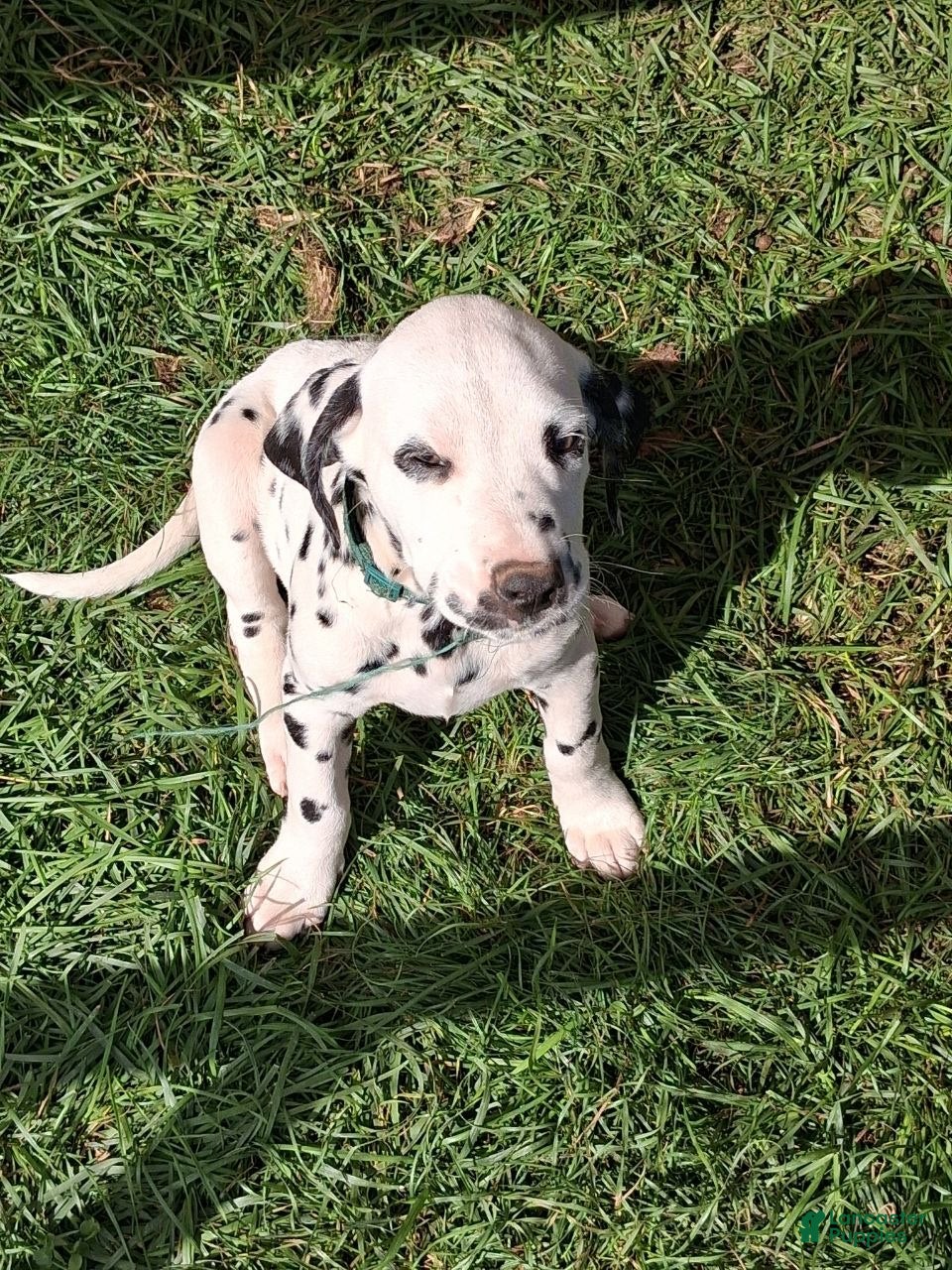Dalmatian dogs Charlie - Ad 36