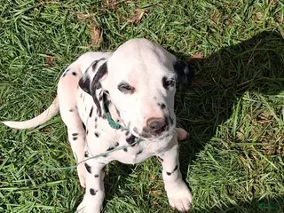 Dalmatian dogs Charlie - Ad 36