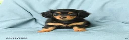 Miniature Dachshund dogs for sale: Polly - Ad 3