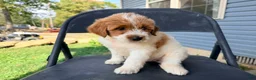 Mini Goldendoodle dogs for sale: Mini Goldendoodle 5 - Ad 8