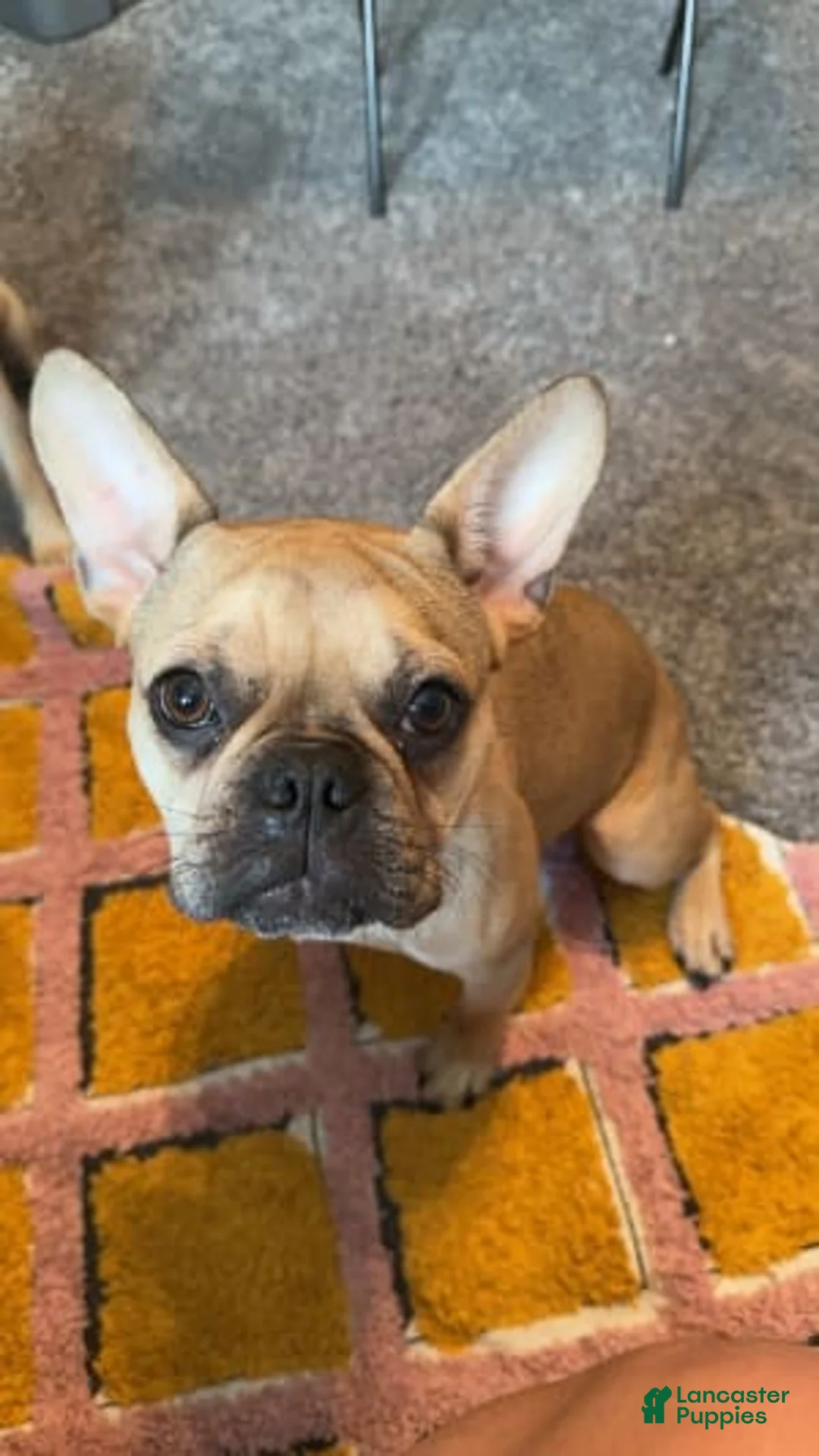 Gallery Image {{count}}