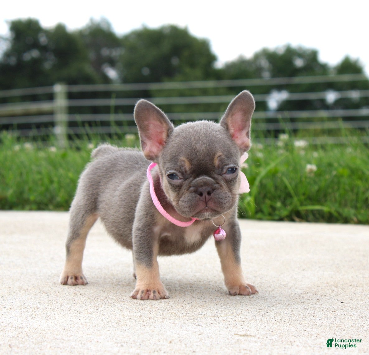French Bulldog dogs Porcha - Ad 1