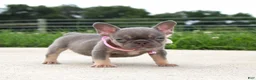 French Bulldog dogs for sale: Porcha - Ad 1