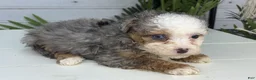 Mini Bernedoodle dogs for sale: Charm - Ad 2