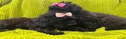 Shih Tzu dogs for sale: Casina  - Ad 2